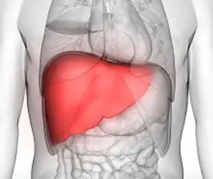 Liver diseases (hepatitis, fatty liver, cirrhosis)